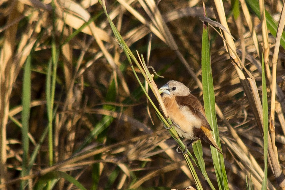 Yellow-rumped Mannikin (Lonchura flaviprymna)